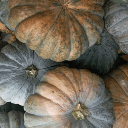 Organic squash