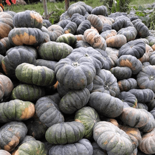 Organic squash