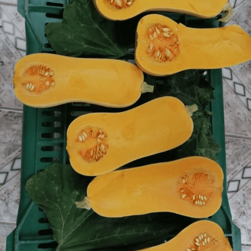 Organic squash