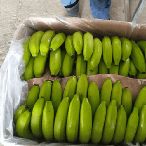 Organic banana