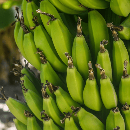 Organic banana