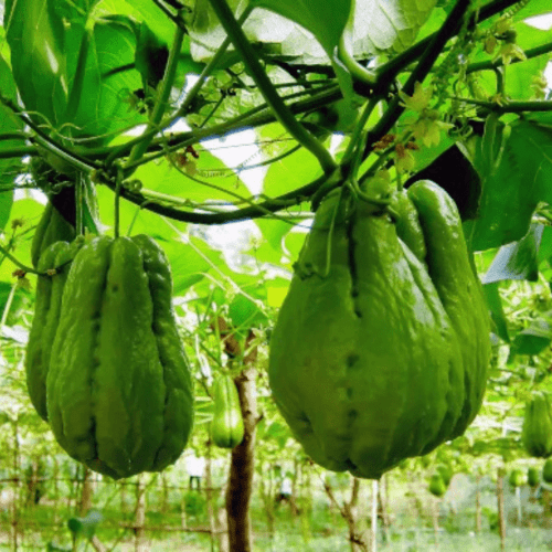 Organic chayote