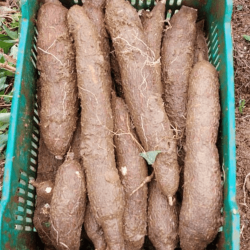 Organic cassava