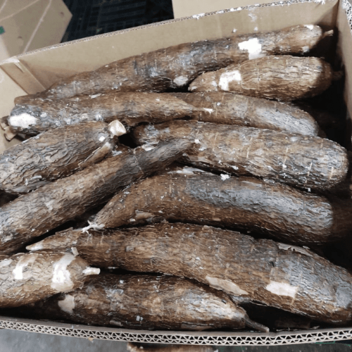Organic cassava